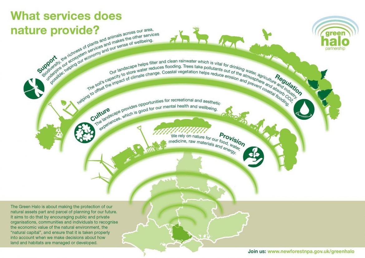 Green-Halo-infographic-s