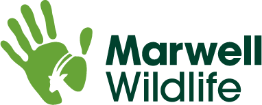 Marwell Wildlife Oryx logo